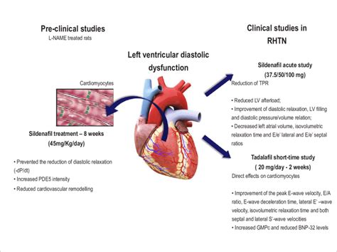 lv grade paard|Left Ventricular Diastolic Dysfunction: Causes and Treatments.